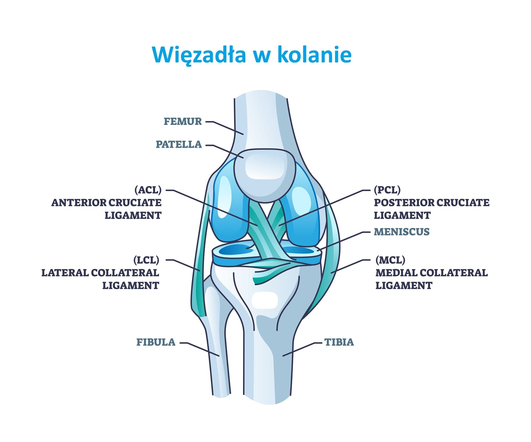 Staw kolanowy - budowa więzadeł - ikonografika

